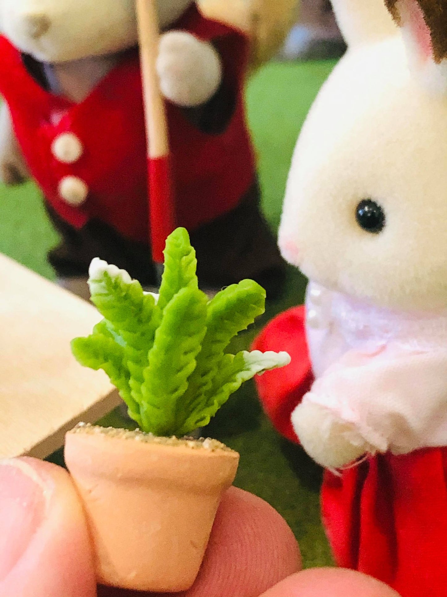 Cactus plant - Miniature