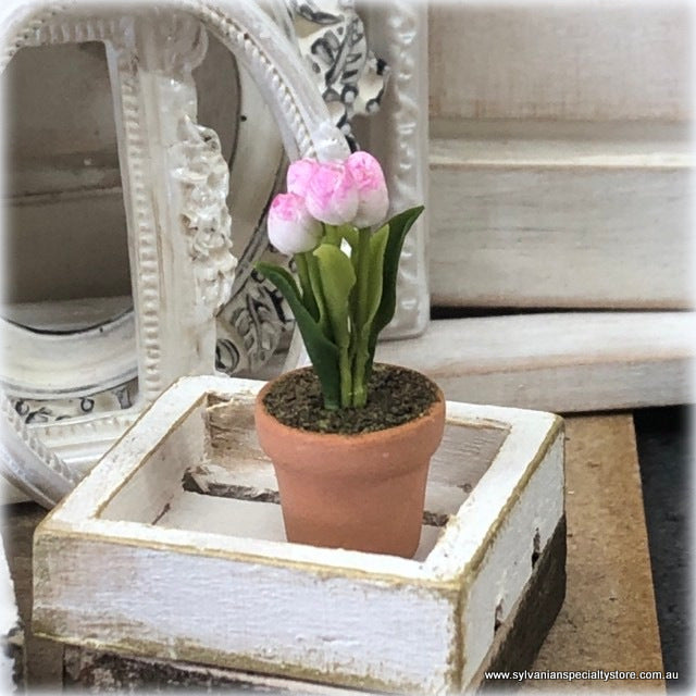 Miniature Tulip in pot - Pink/White