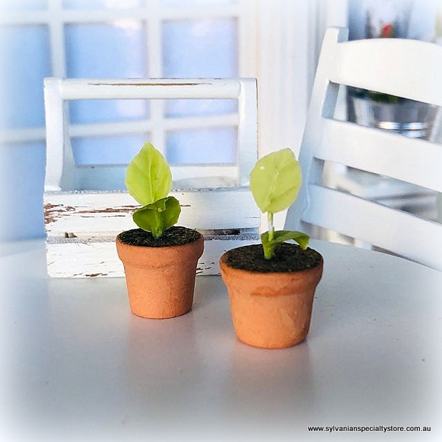 Dollhouse miniature seedlings pots plants gardening