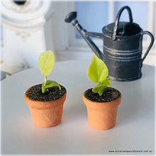 Seedling Plants x 2 - Miniature