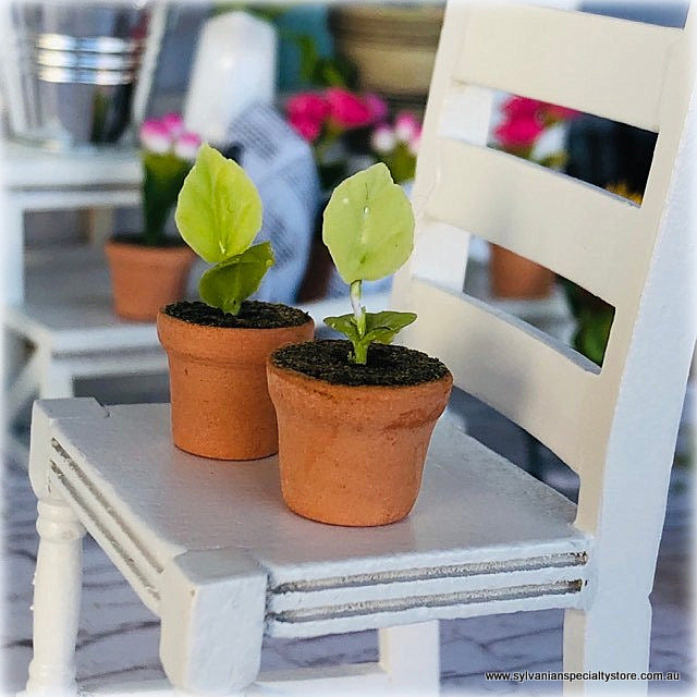 Dollhouse miniature seedlings pots plants gardening