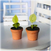 Dollhouse miniature seedlings pots plants gardening