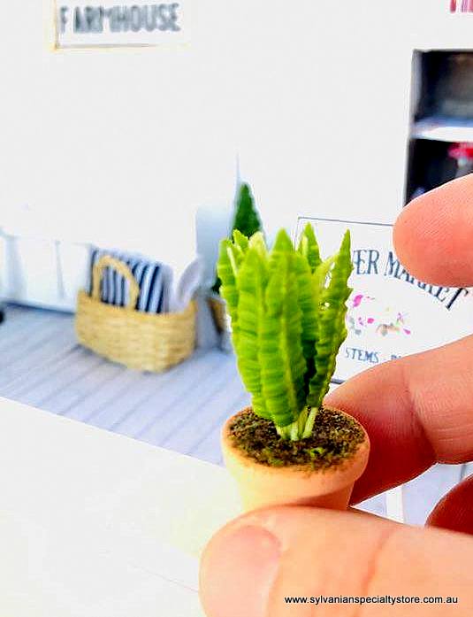 mini birds nest fern Birds Nest Fern