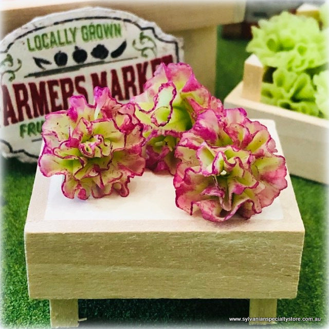 Lettuce - Purple x 3 - Miniature