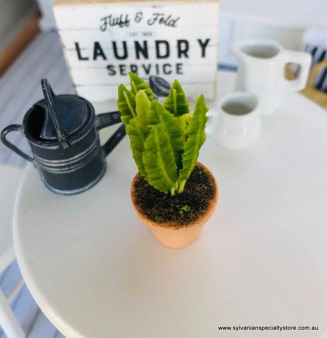 Birds Nest Fern - Miniature