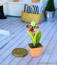 Dollhouse miniature orchid plant