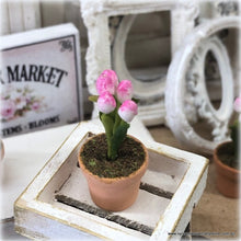 Miniature Tulip in pot - Pink/White