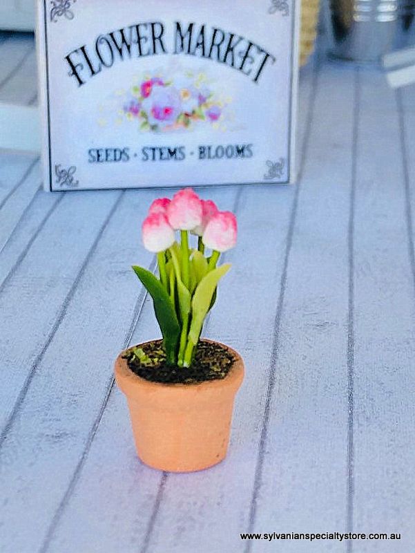 Miniature Tulip in pot - Pink/White