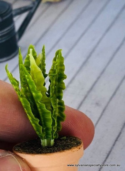 Birds Nest Fern - Miniature