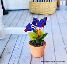 Cyclamen Purple - Miniature