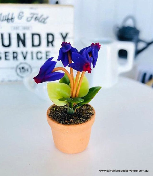 Cyclamen Purple - Miniature
