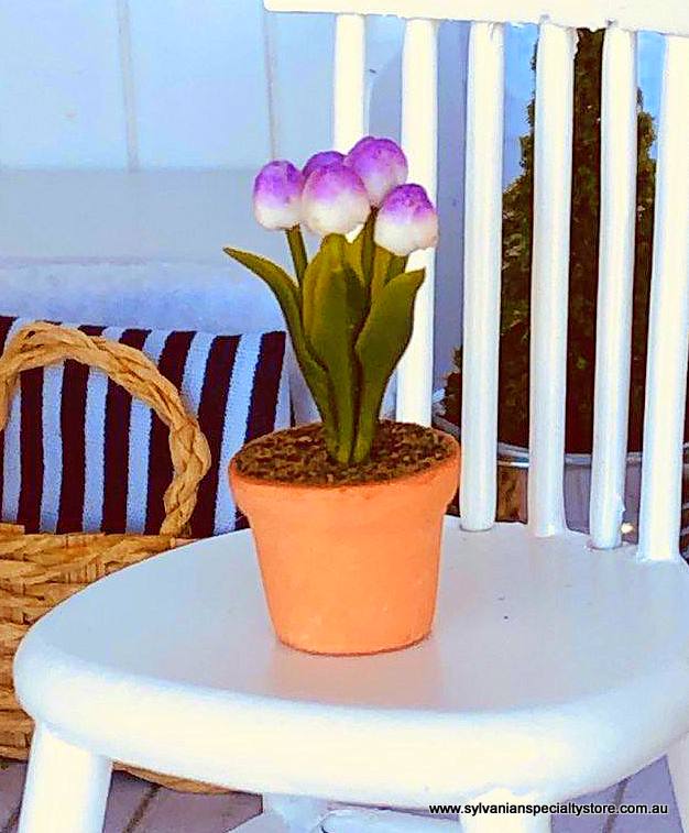 Miniature Purple Tulip in pot - Purple