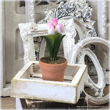 Miniature Tulip in pot - Pink/White