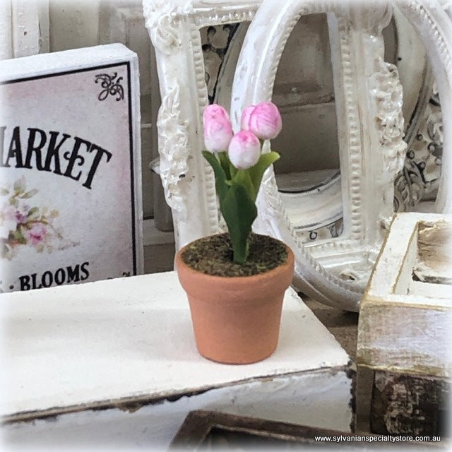 Miniature Tulip in pot - Pink/White