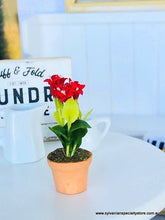 Miniature pot plant red flowers