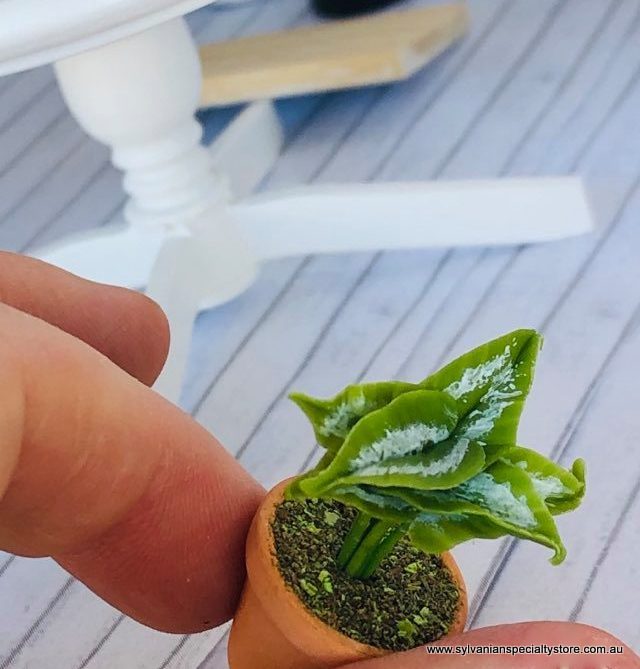 Fern with Curled Leaves - Miniature