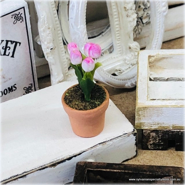 Miniature Tulip in pot - Pink/White