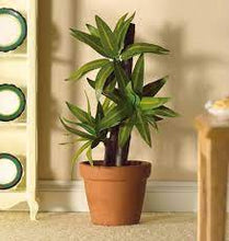 Variegated Yucca Plant in Pot - Miniature