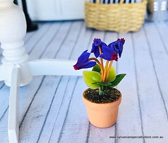 Cyclamen Purple - Miniature